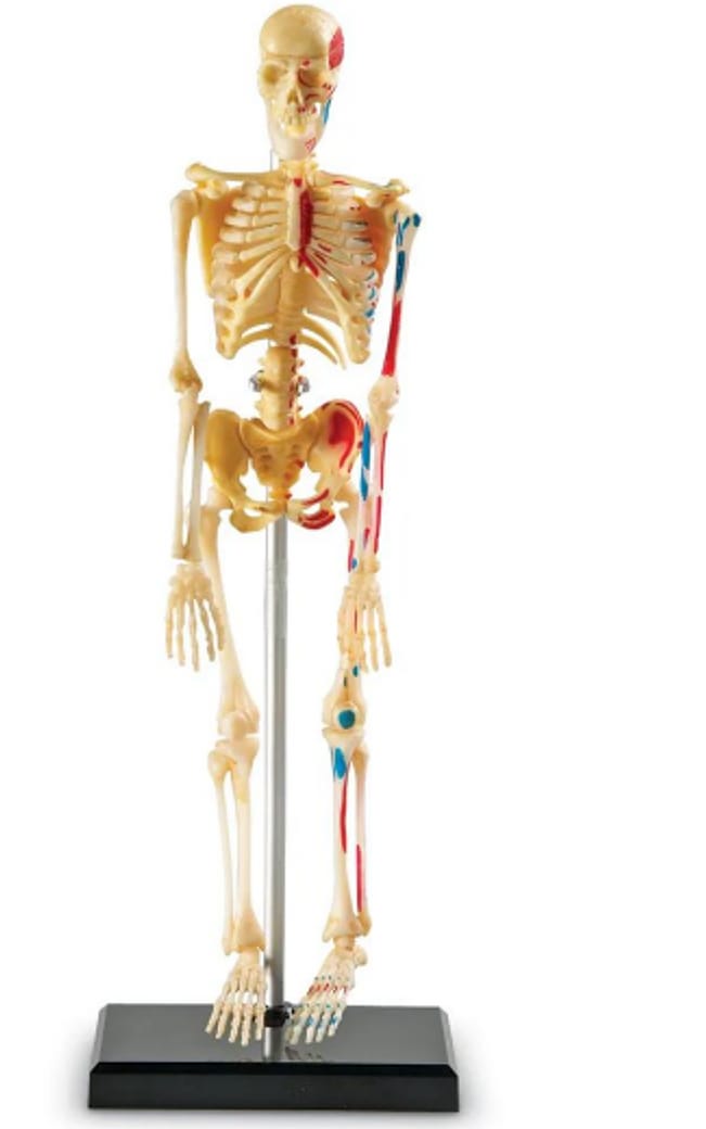 Modelo de Esqueleto Humano